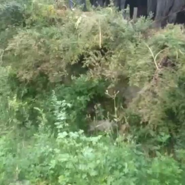 小马