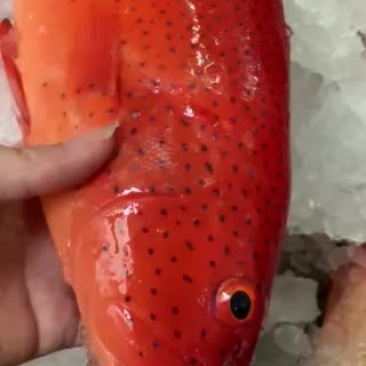 菲律宾东星斑