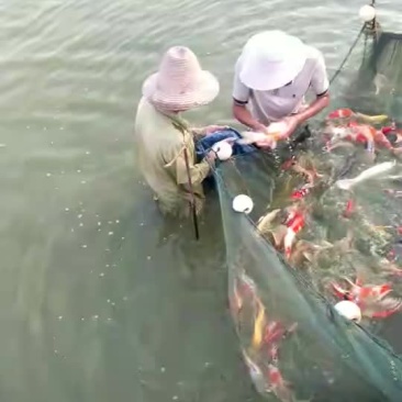 花洲锦鲤，渔场直销