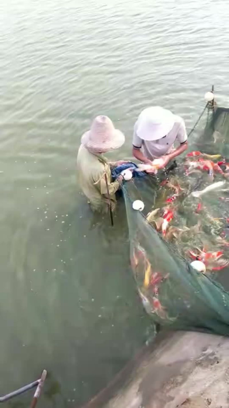 花洲锦鲤，渔场直销
