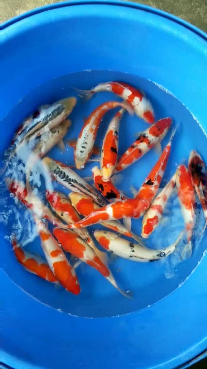 花洲锦鲤，渔场直销