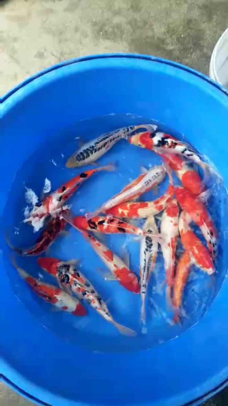 花洲锦鲤，渔场直销