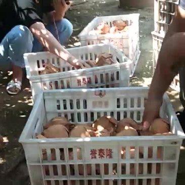 露天梨