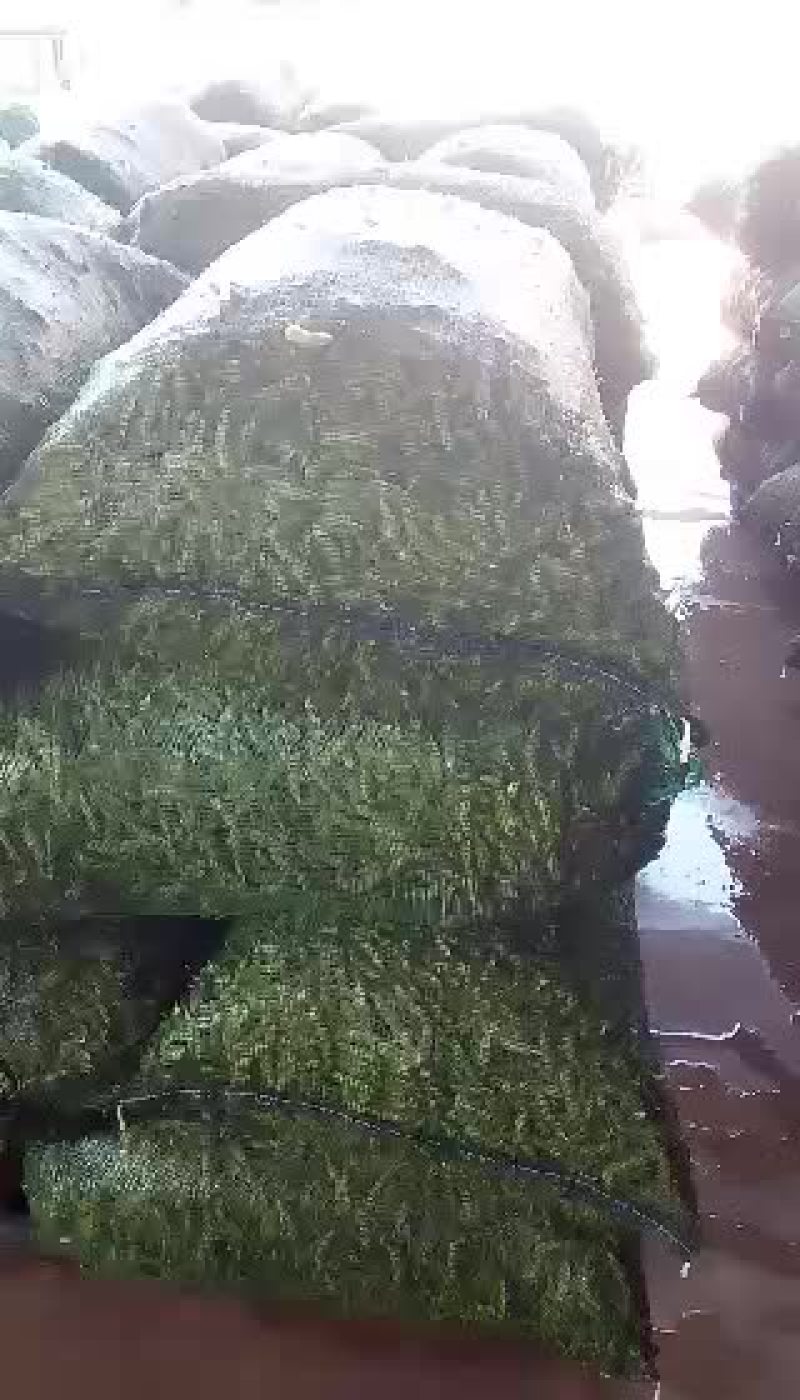 精品毛豆绿宝石