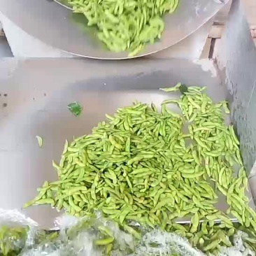 精品毛豆绿宝石