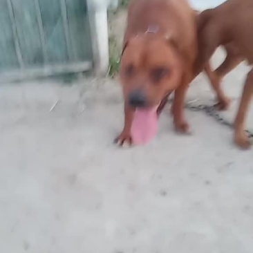 比特犬幼犬