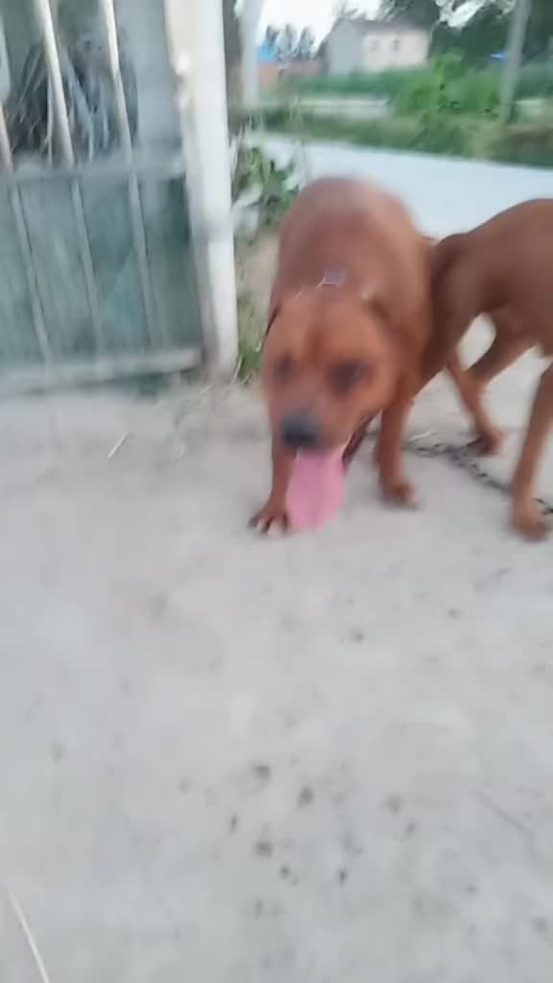 比特犬幼犬