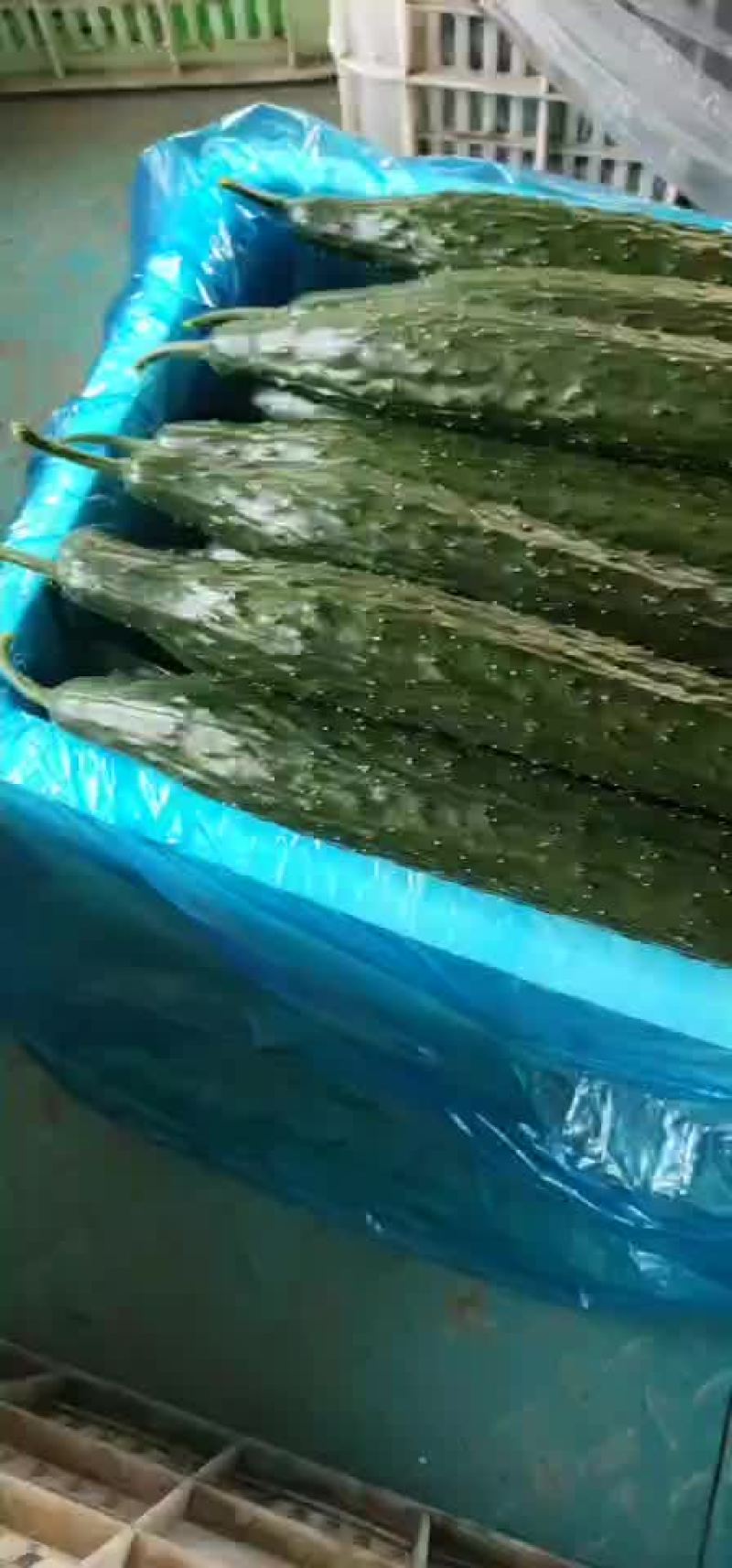 黄瓜