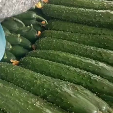 黄瓜