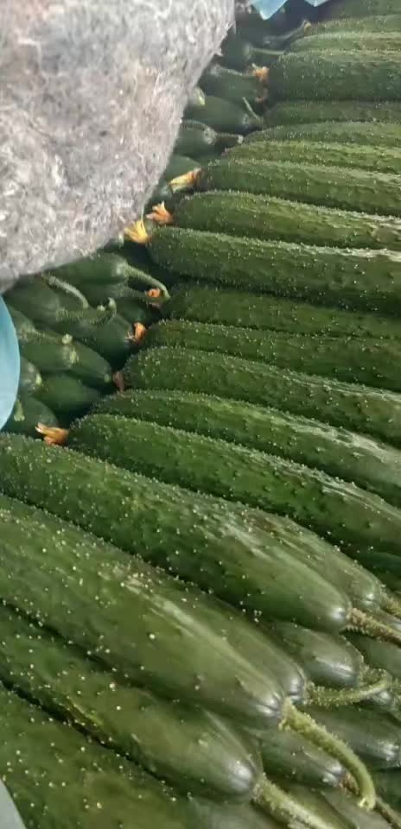 黄瓜