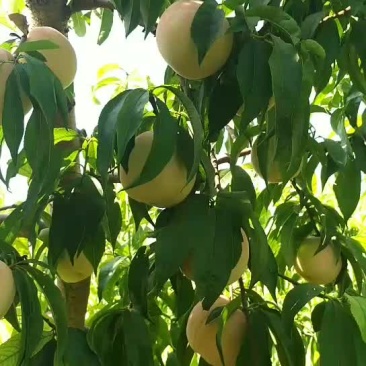 肥城脆甜柚莲蜜马上上市
