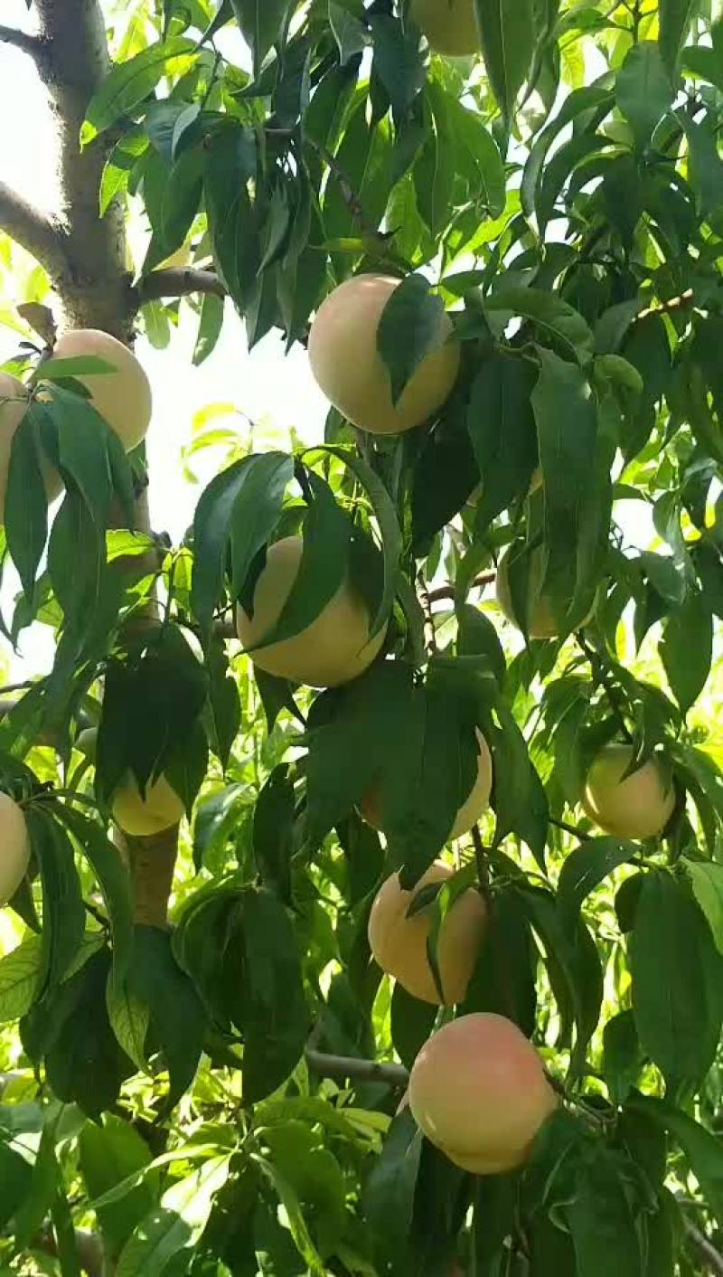 肥城脆甜柚莲蜜马上上市