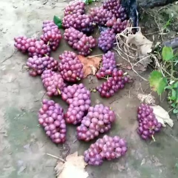 巨峰葡萄大量现货