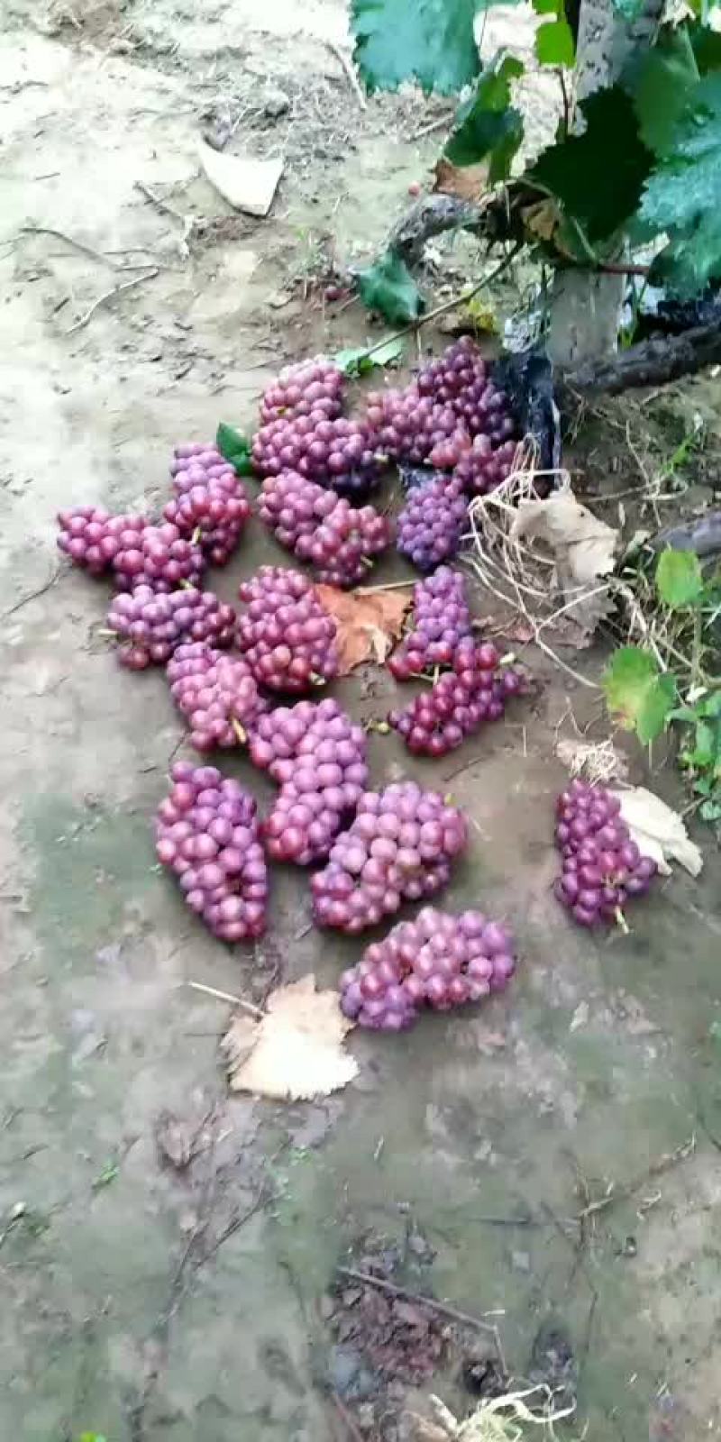 巨峰葡萄大量现货
