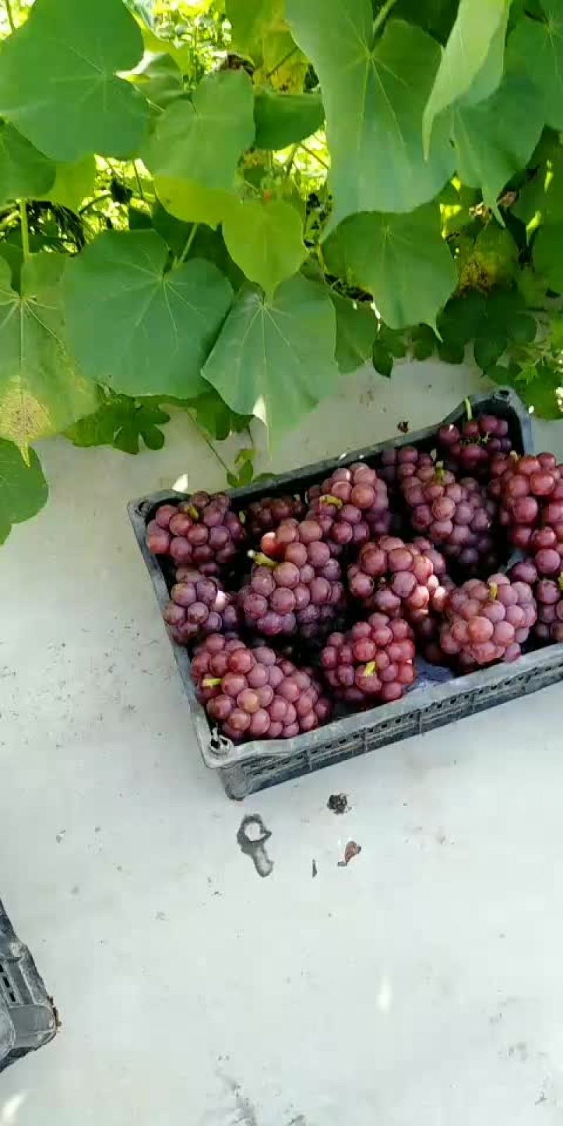 巨峰葡萄大量现货