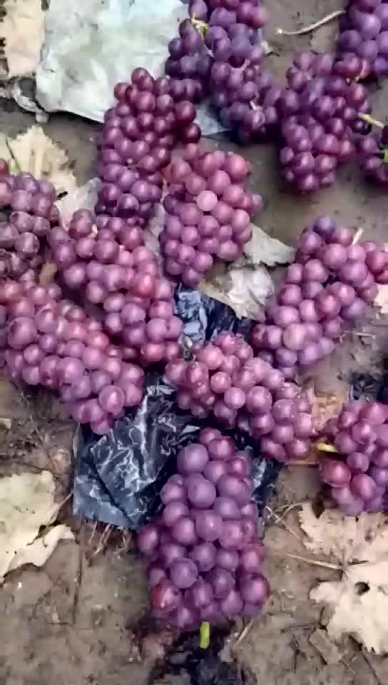 巨峰葡萄大量现货