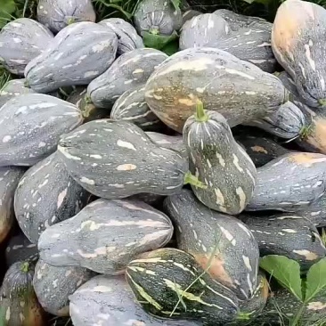 基地精品香芋南瓜