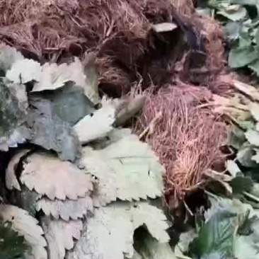 草莓苗