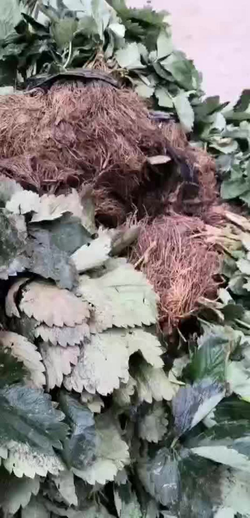 草莓苗