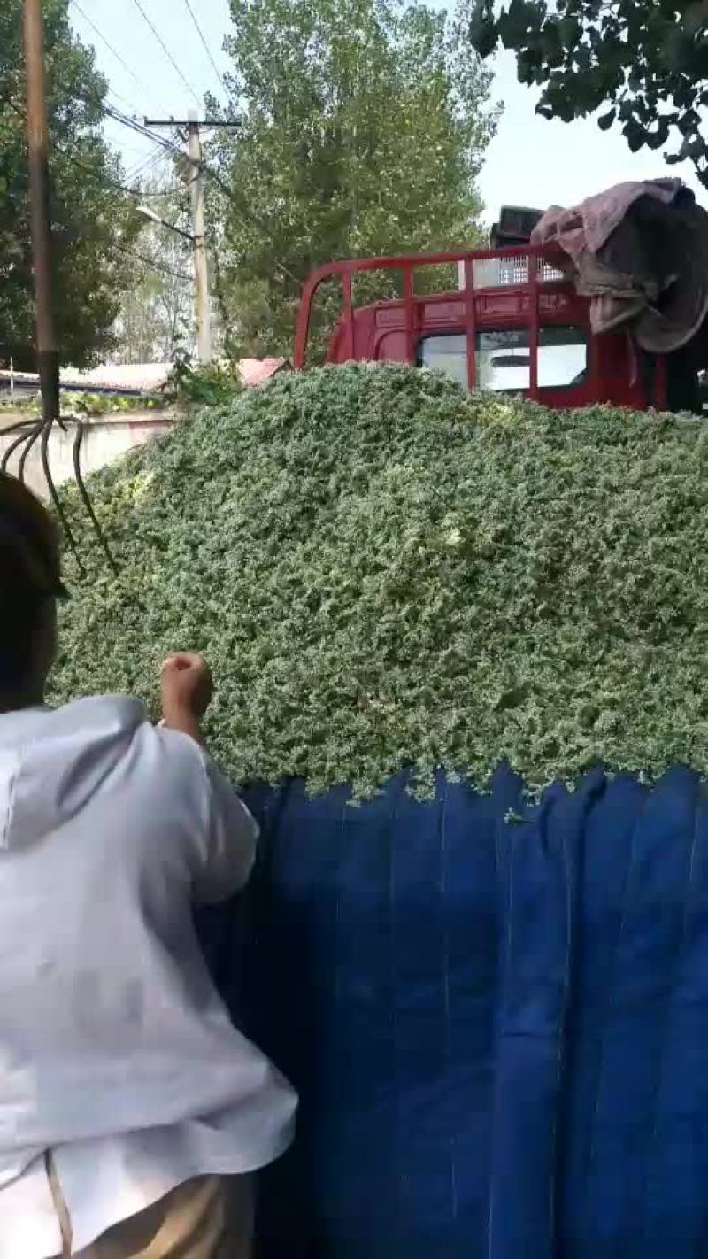 韭花