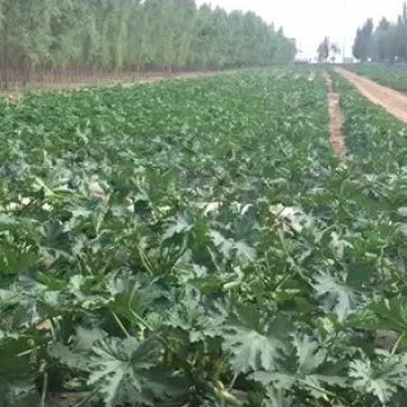 西葫芦
