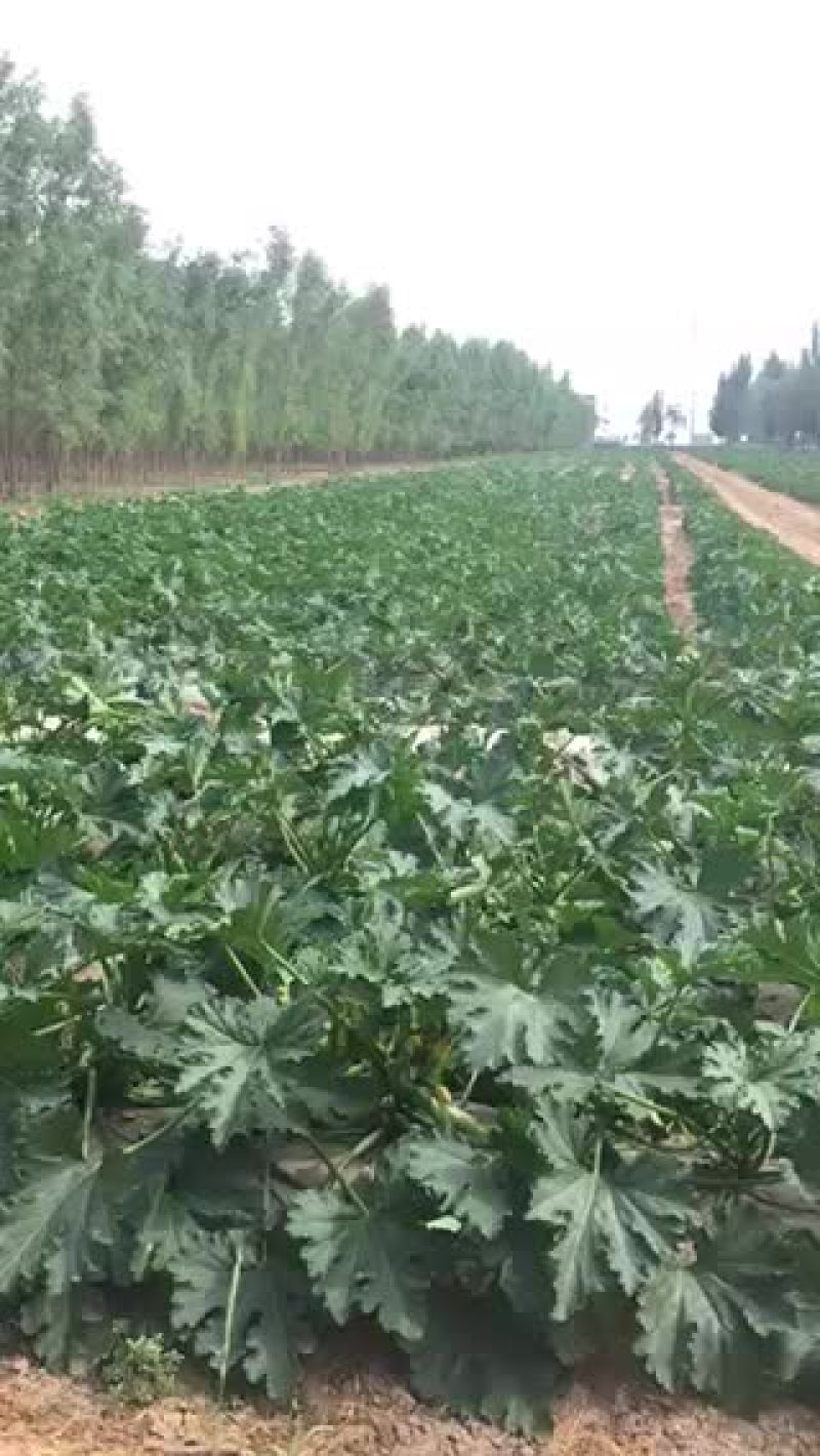 西葫芦