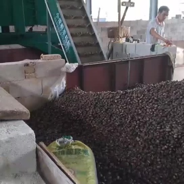 栗子