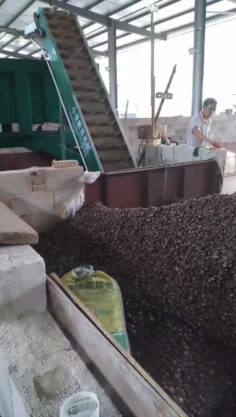 栗子