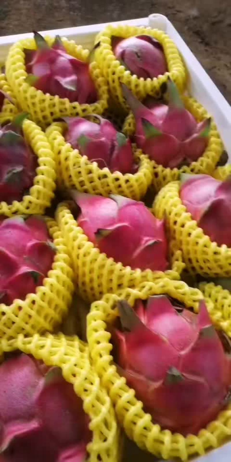 红心火龙果