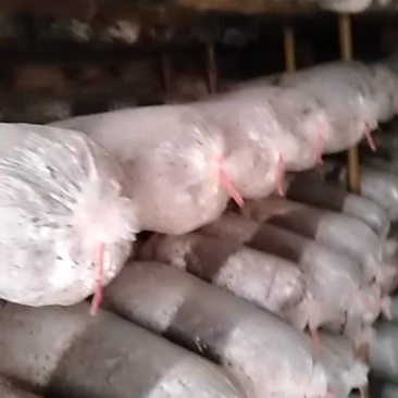 平菇菌棒