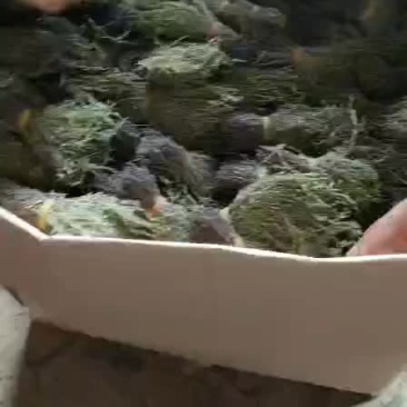 野生独脚金