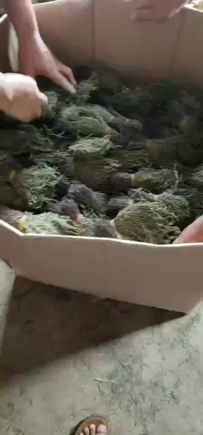 野生独脚金