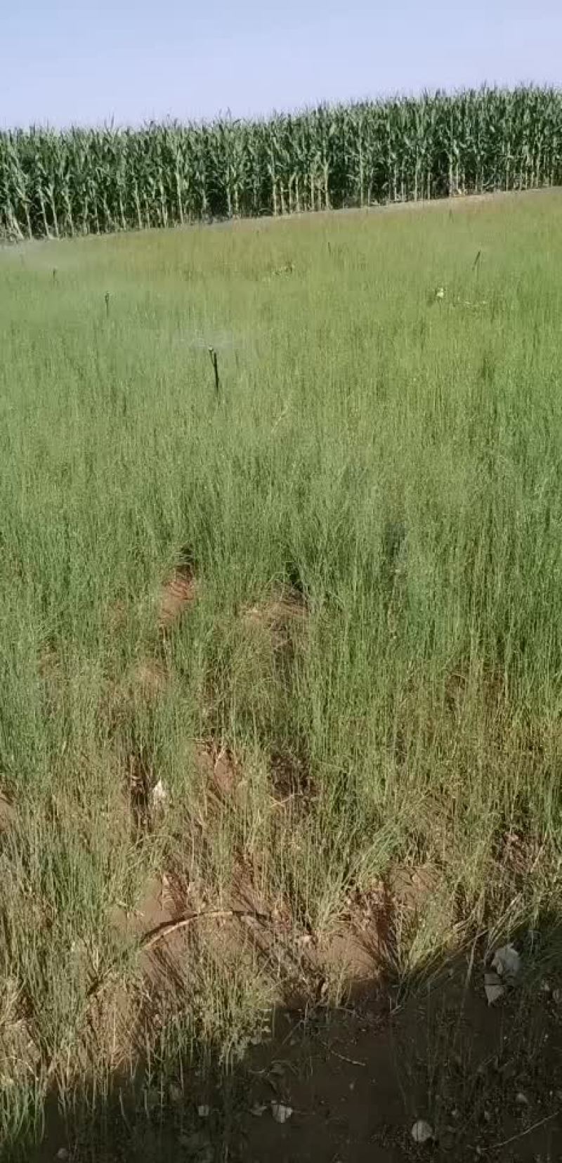 梭梭苗