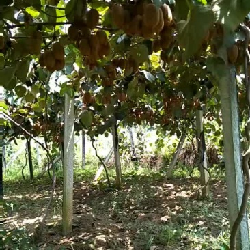 猕猴桃