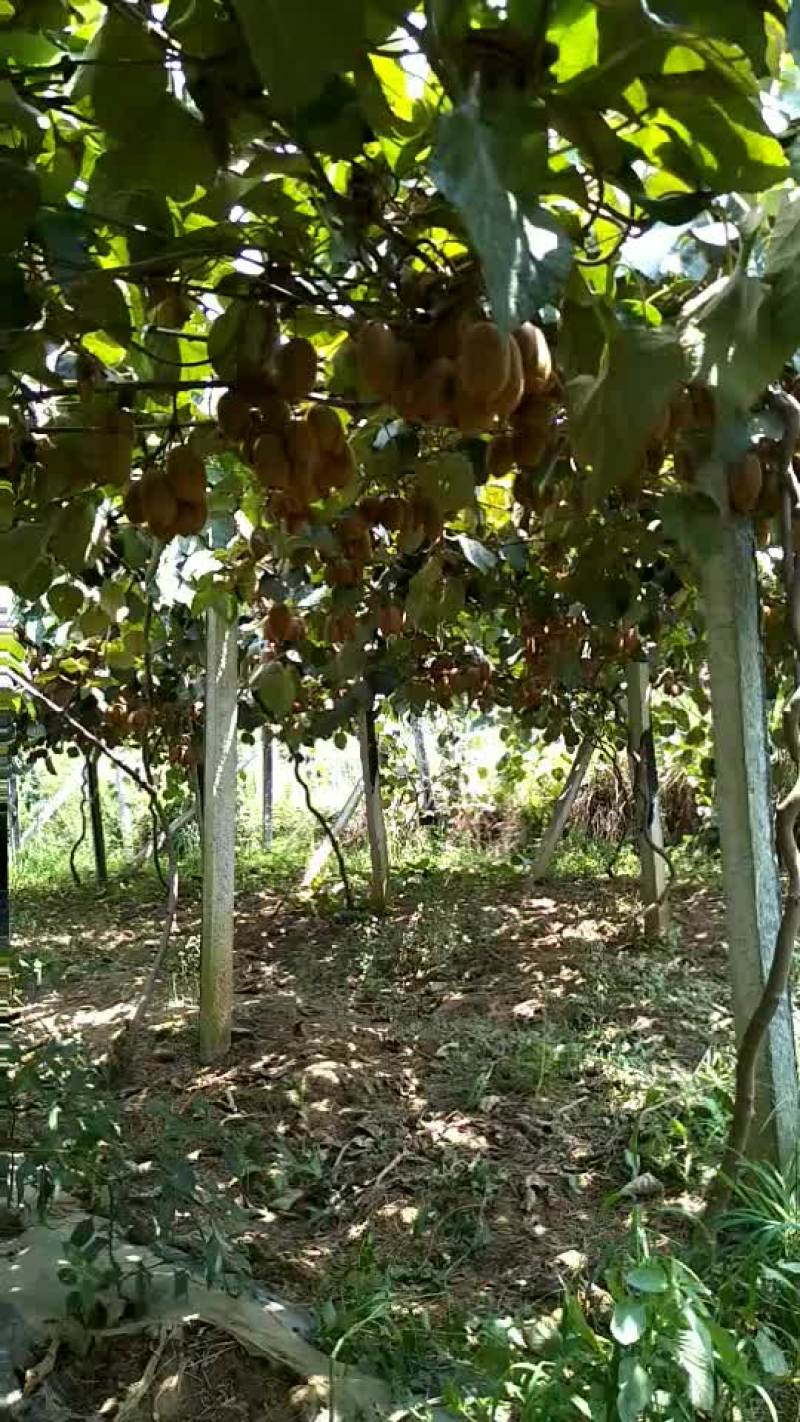 猕猴桃