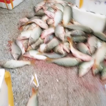 鲤鱼冰鲜开肚鲤鱼