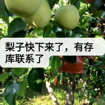 酥梨山西优质贡梨基地