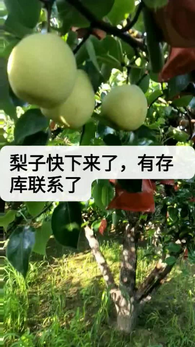 酥梨山西优质贡梨基地