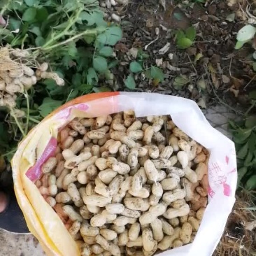 新鲜带壳新鲜花生