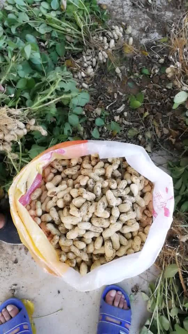 新鲜带壳新鲜花生