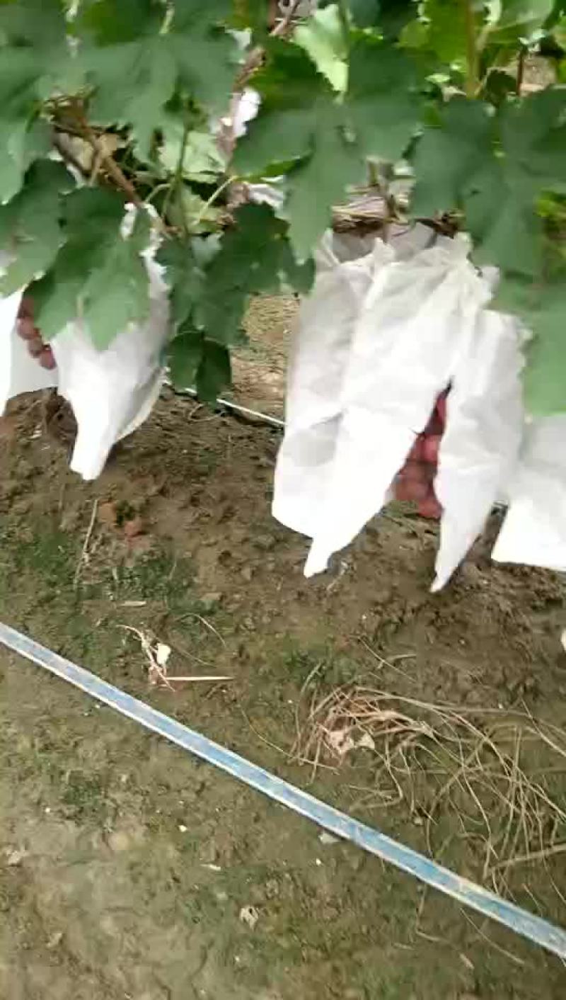 【诚信卖家】红提葡萄现摘现发大量有货可视频看货