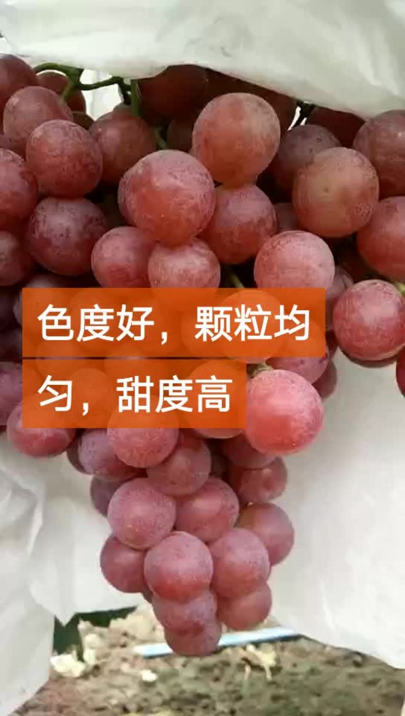 【诚信卖家】红提葡萄现摘现发大量有货可视频看货