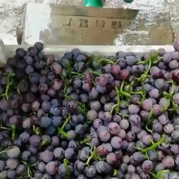巨峰。河北邯郸永年葡萄基地