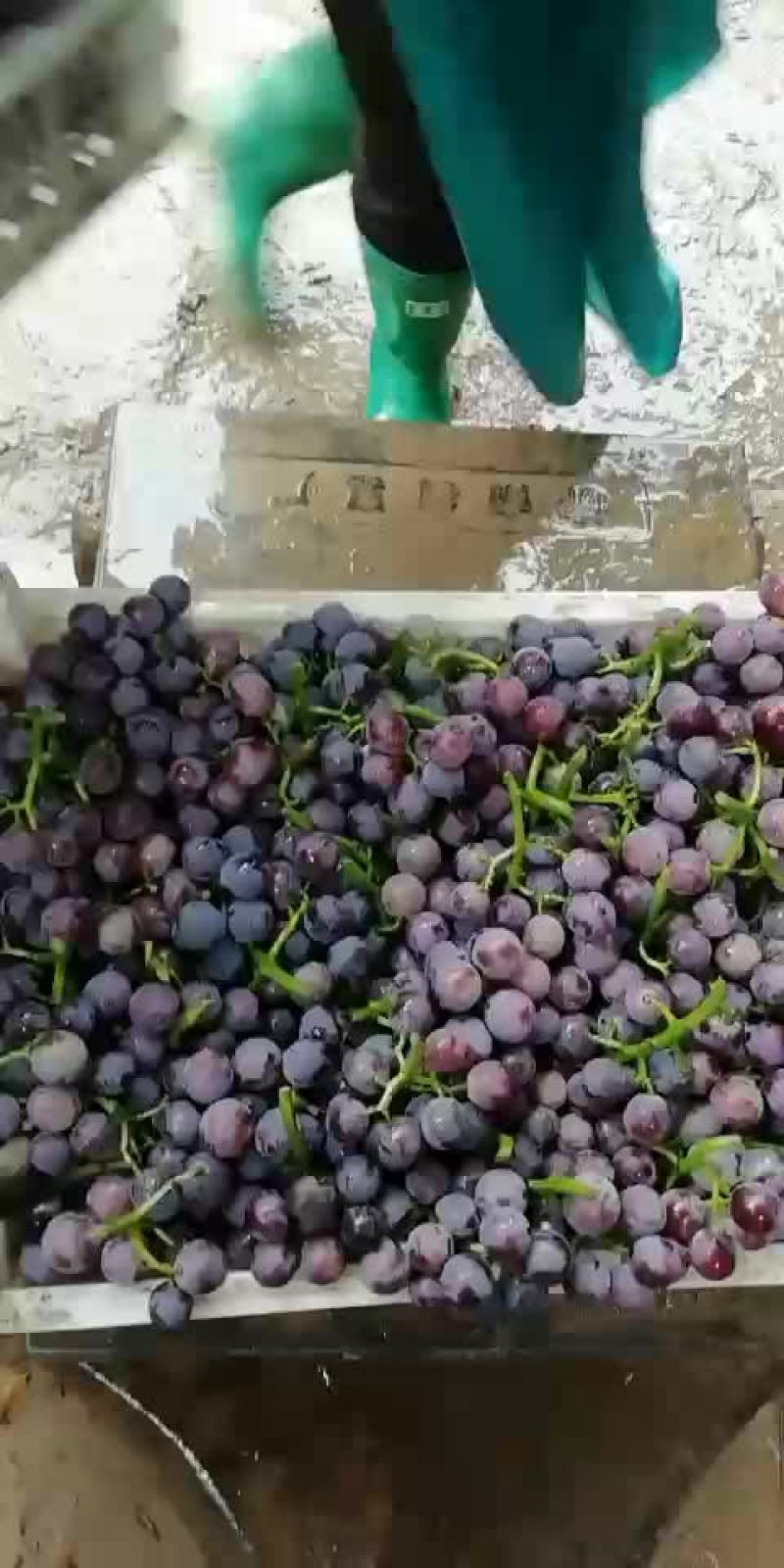 巨峰。河北邯郸永年葡萄基地