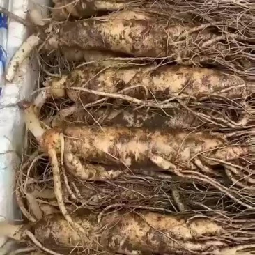 鲜人参发货了
