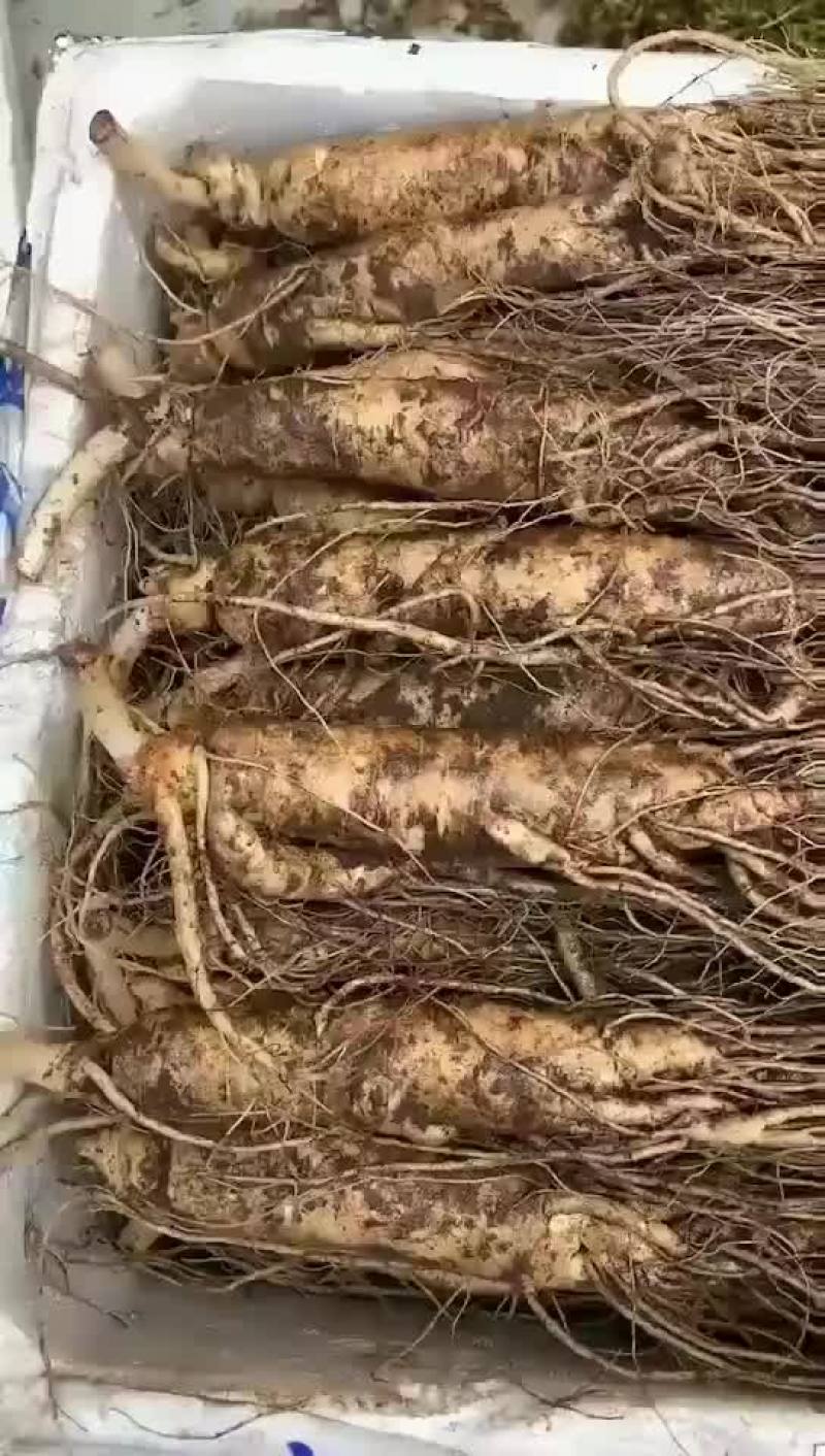 鲜人参发货了