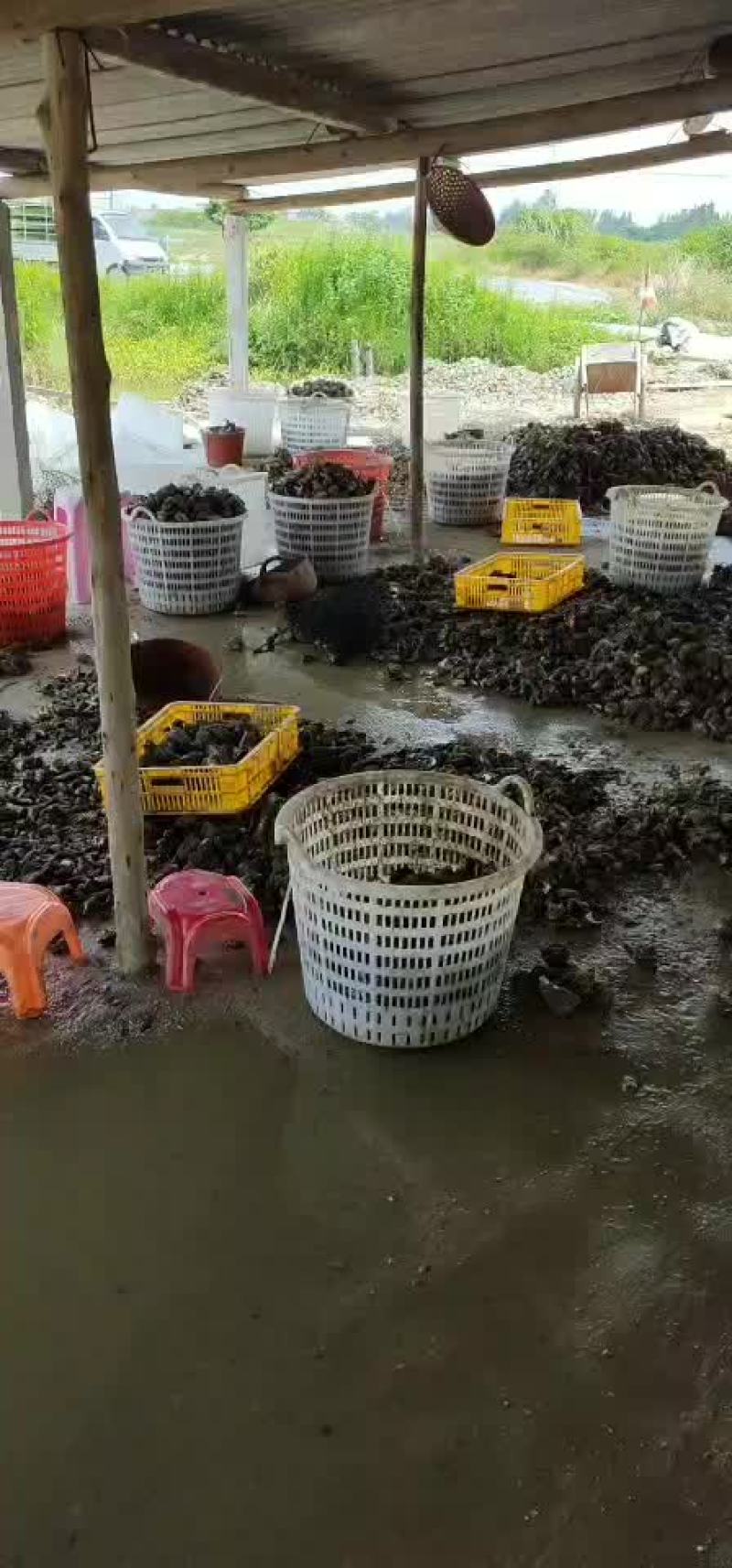 生蚝