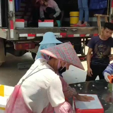 生蚝