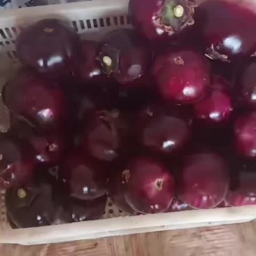 茄果类
