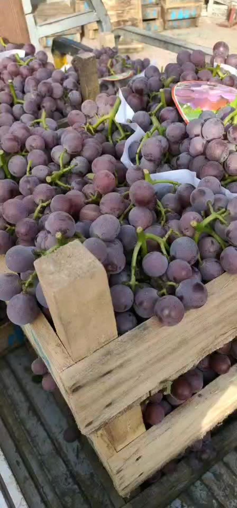 葡萄